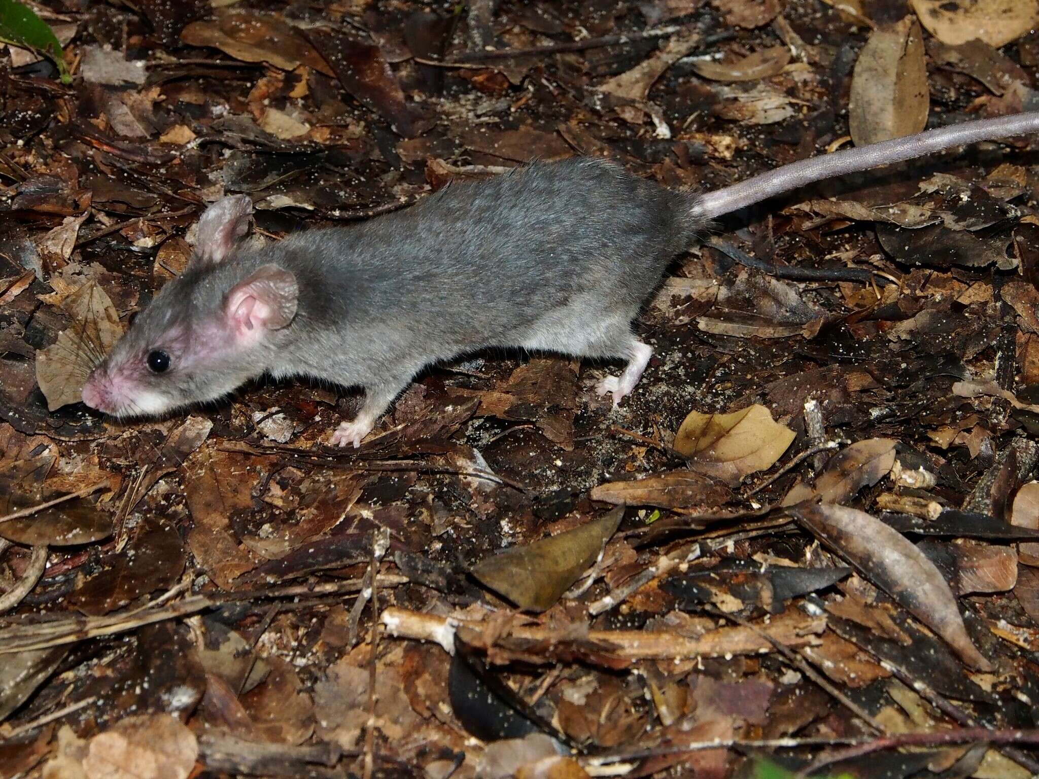 Image of long-tailed pouched rat