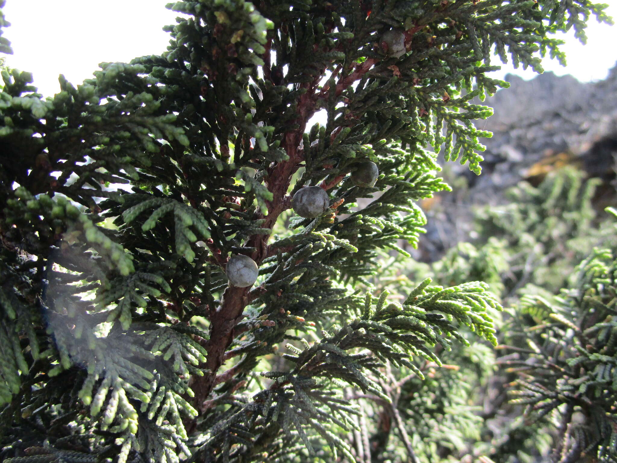 Image de Juniperus monticola Martínez