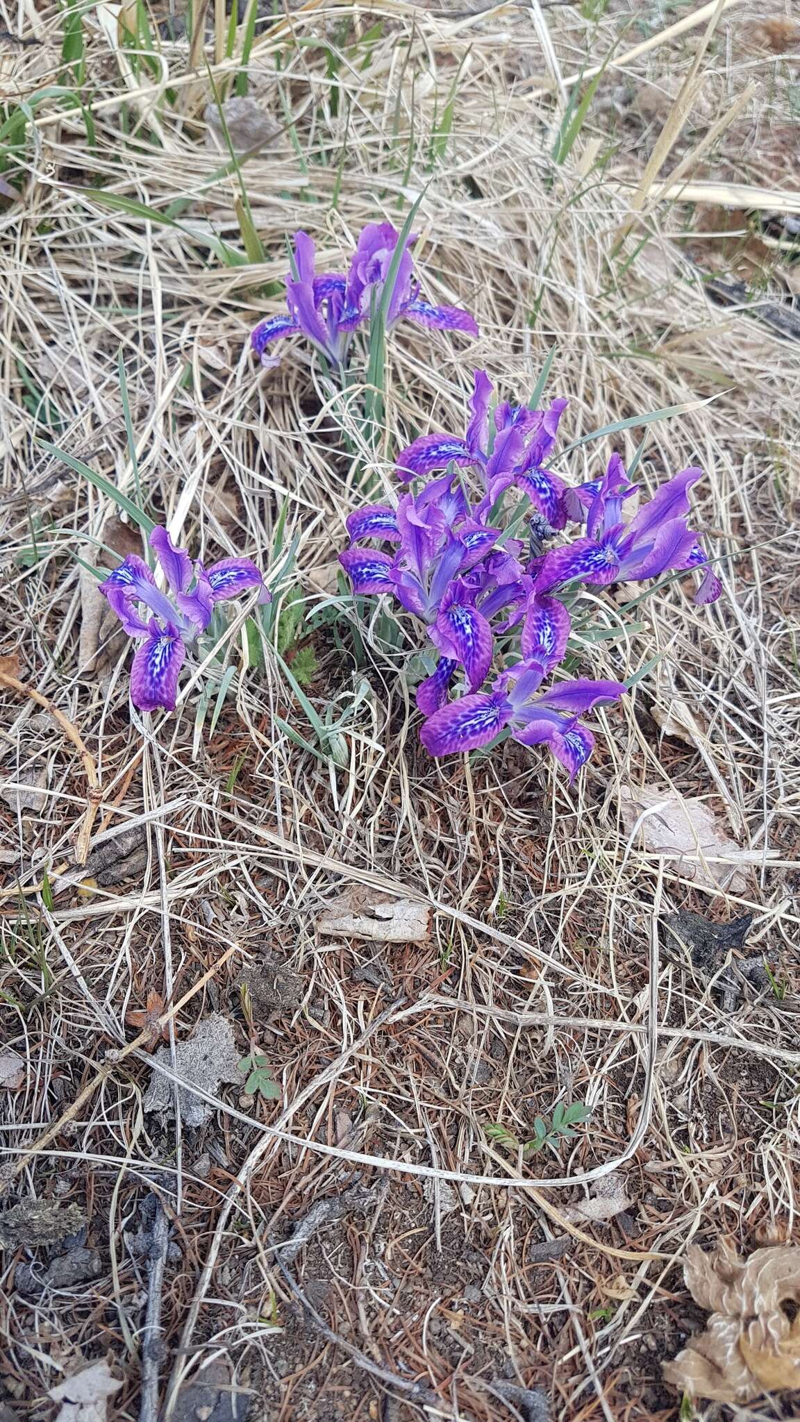 Image of Iris ivanovae Doronkin