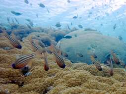 Image of Blue-eye cardinalfish