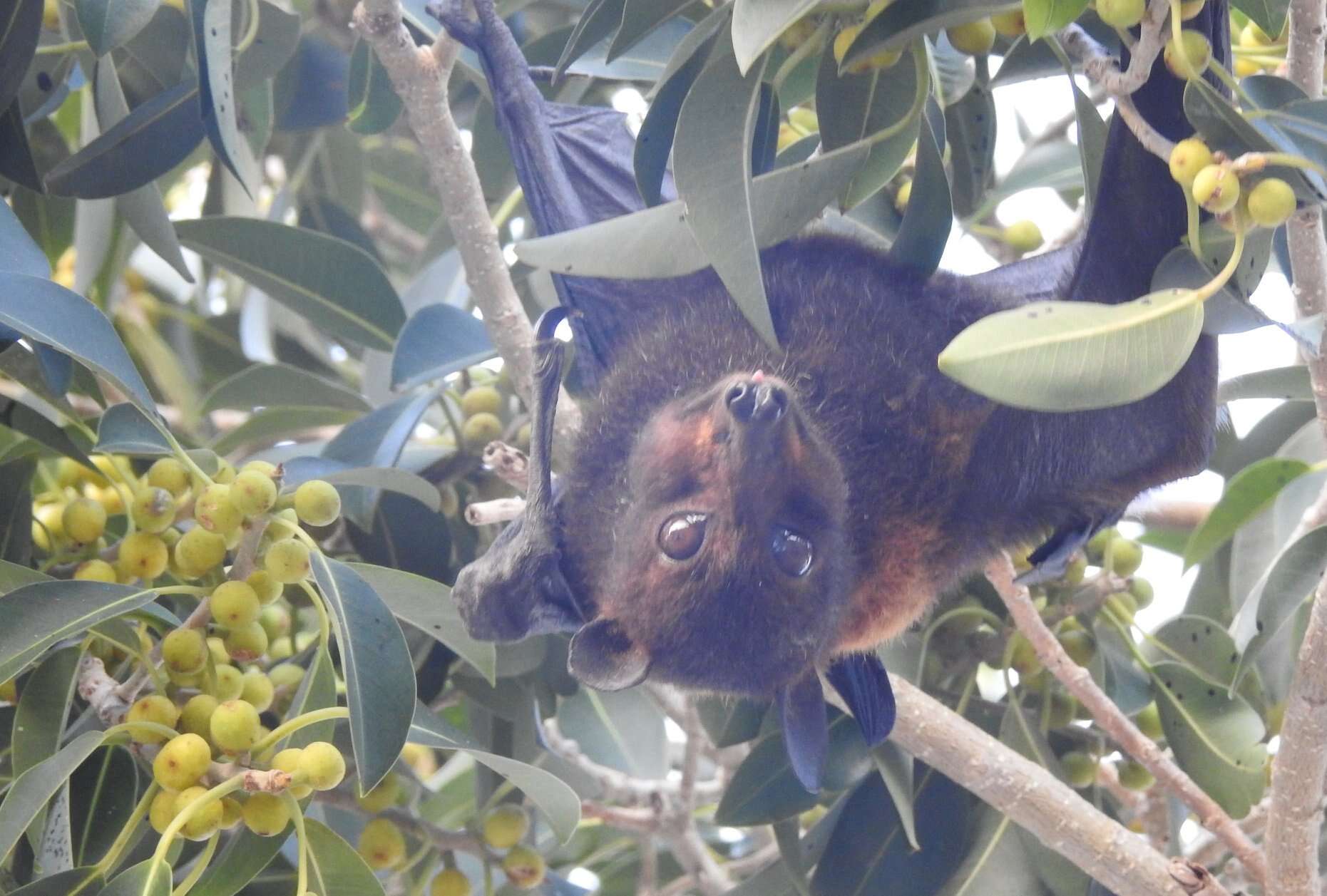 Image of Black Flying Fox