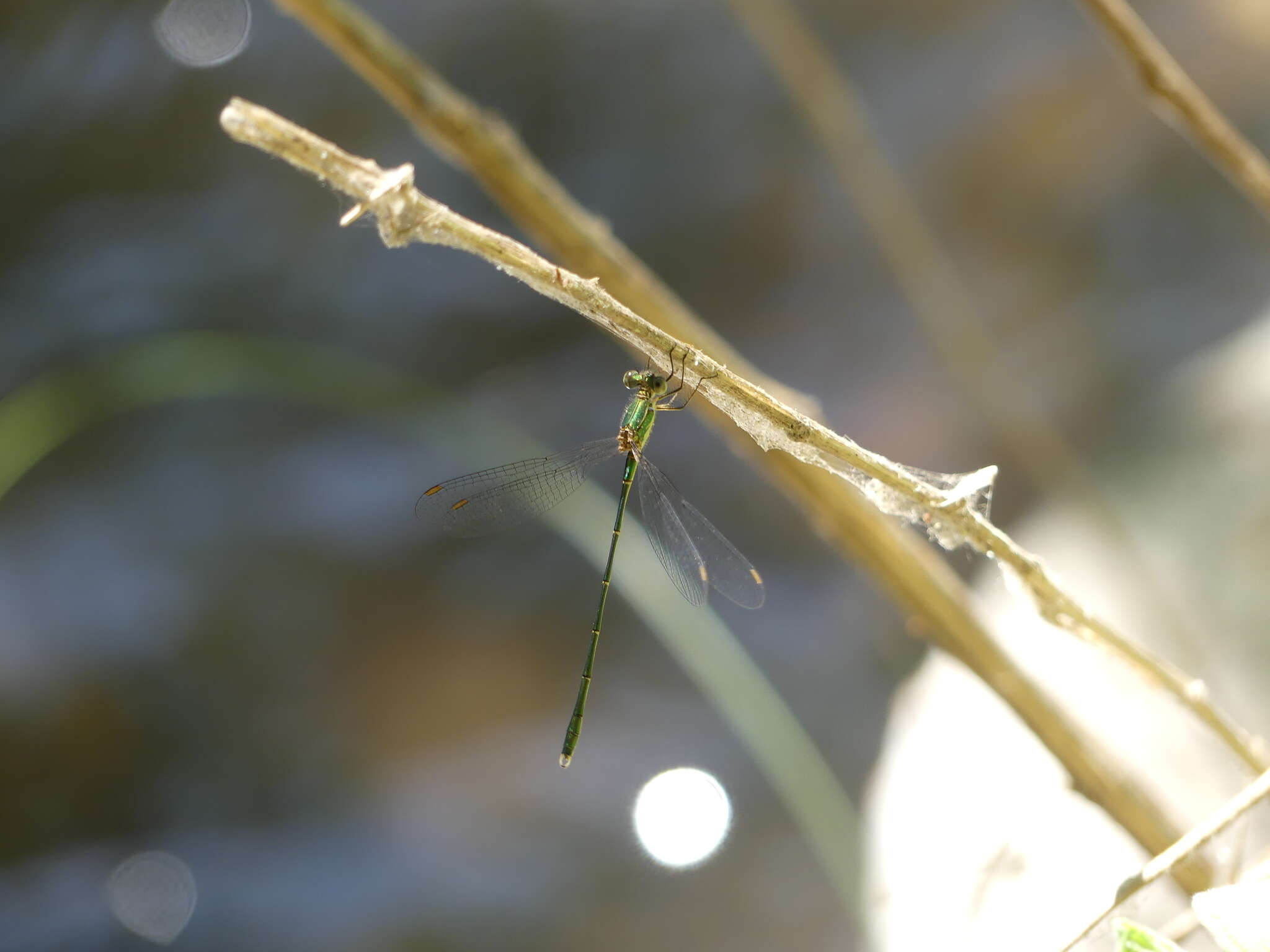 Image of Eastern Willow Spreadwing