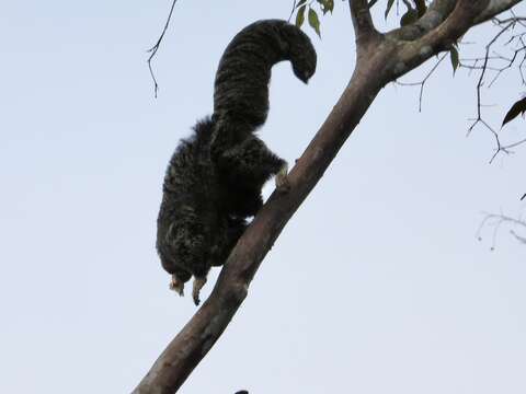 Image of Geoffroy’s Monk Saki