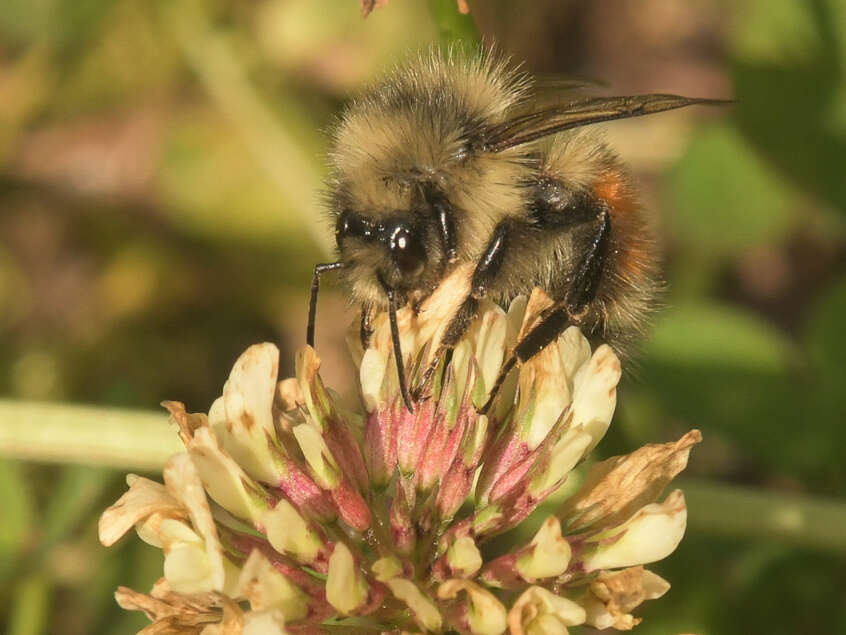 Image of Forest Bumble Bee