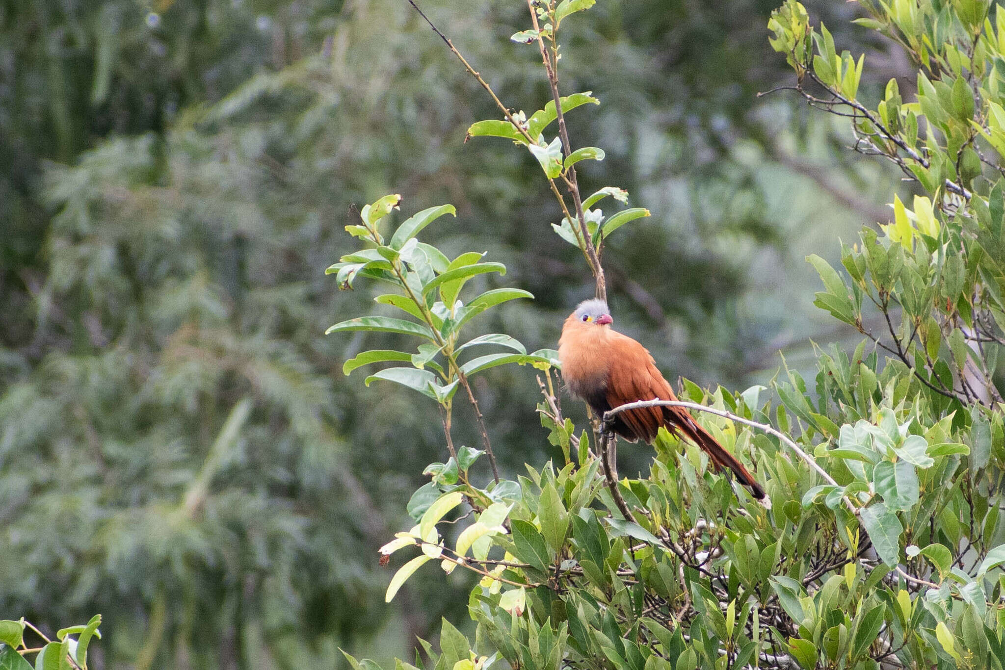 Image of Black-bellied Cuckoo