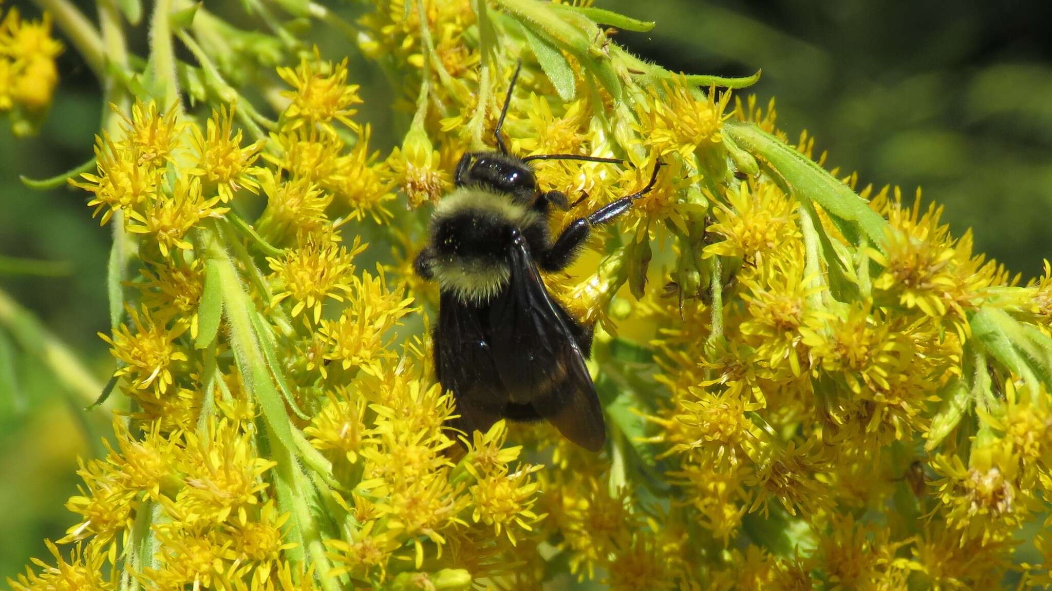 Image of Bombus pauloensis Friese 1912