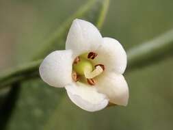 Image de Eremophila deserti (Cunn. ex Benth.) R. J. Chinnock