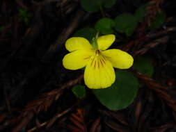 Sivun Viola sempervirens Greene kuva