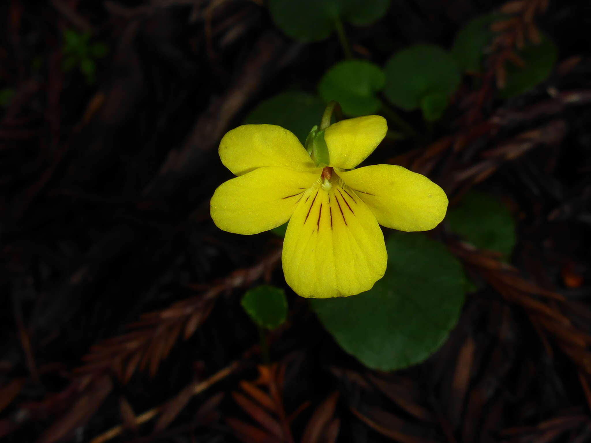 Image of Evergreen Violet