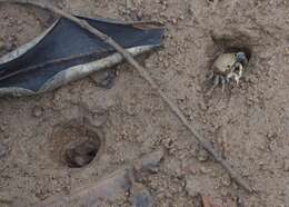 Image of Galápagos Fiddler Crab