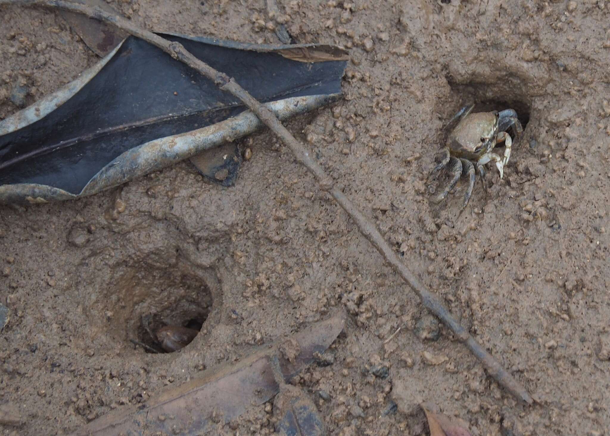 Image of Galápagos Fiddler Crab