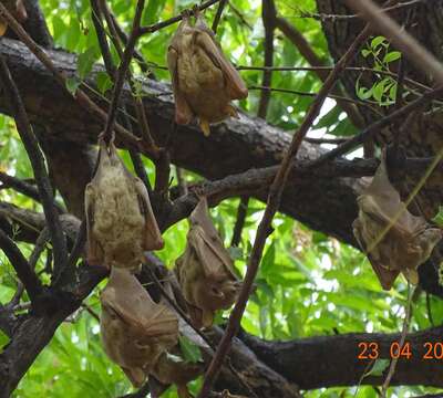 Image of Gambian Epauletted Fruit Bat