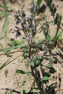 Слика од Onosma tinctorium M. Bieb.