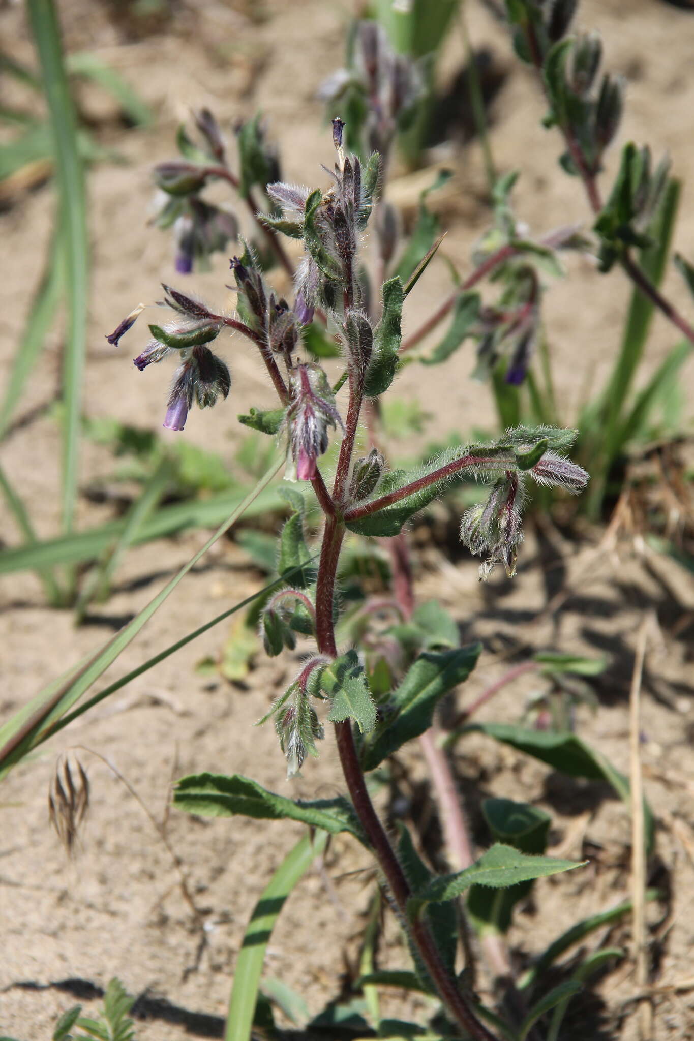 Слика од Onosma tinctorium M. Bieb.