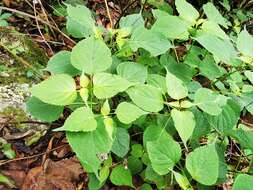 Imagem de Salvia caudata Epling