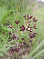 Image of Schizoglossum bidens E. Mey.