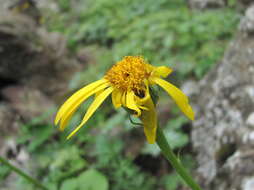 Plancia ëd Dolichorrhiza caucasica (M. Bieb.) Galushko