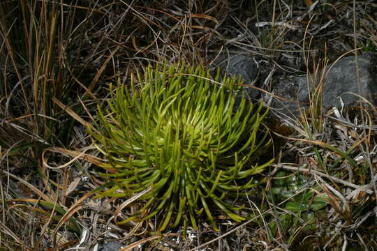 Image de Gentianella thyrsoidea (Hook.) Fabris