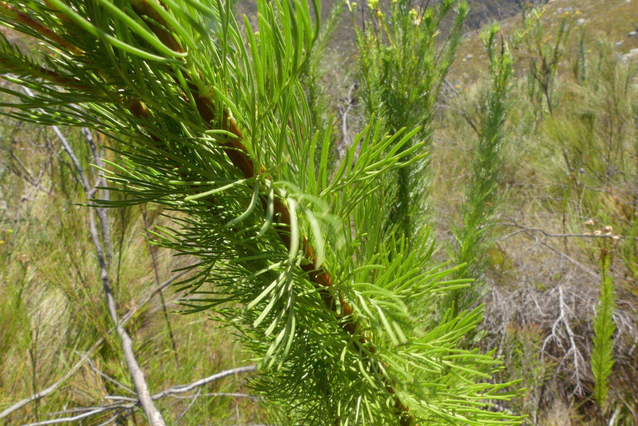 Image of Senecio euryopoides DC.