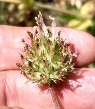 Image of clammy clover