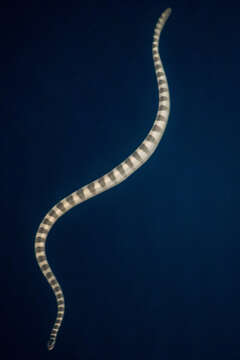 Image of Persian Gulf Sea Snake