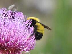 Image de Bombus morrisoni Cresson 1879