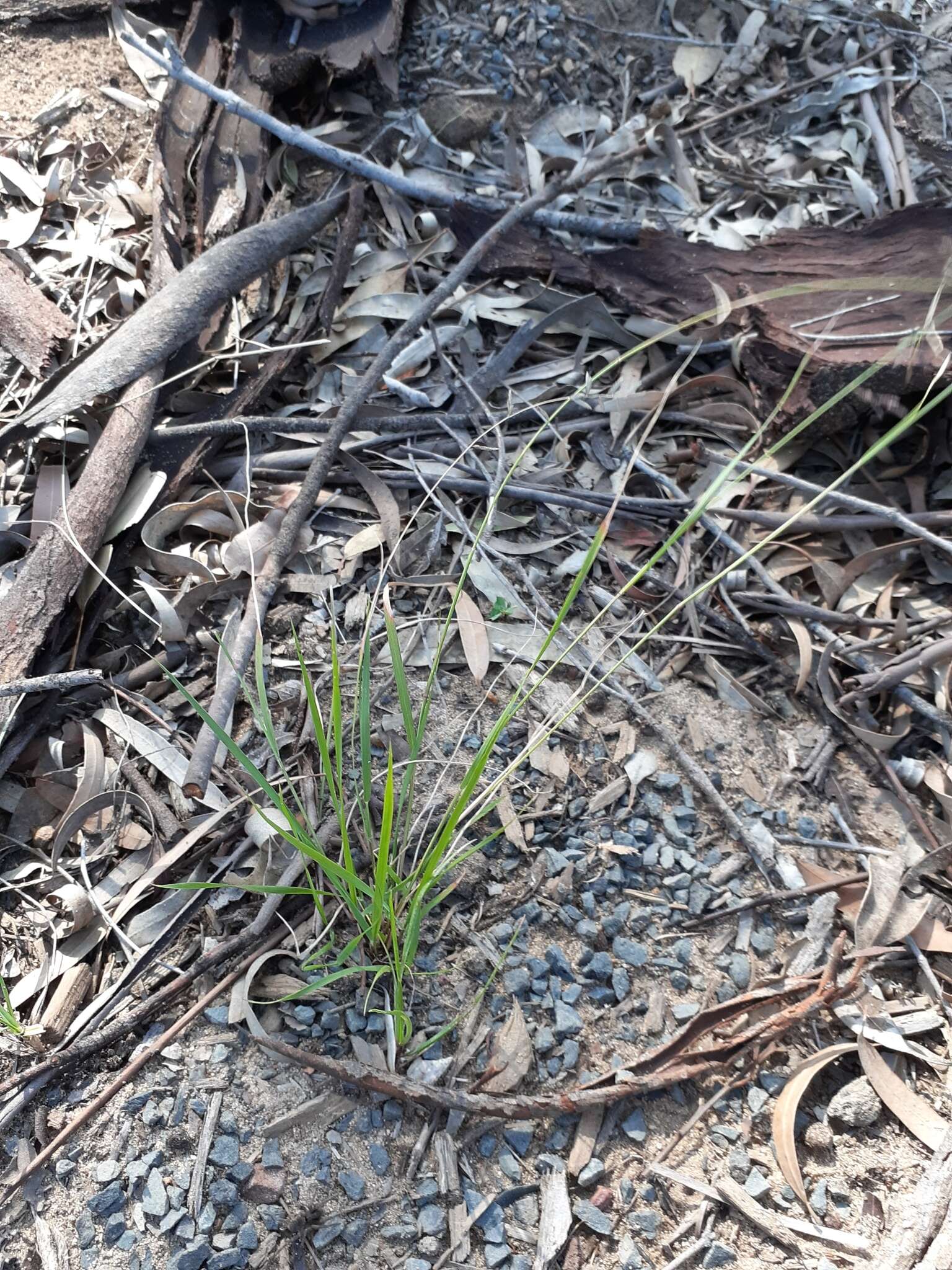 Image of Brown's lovegrass