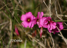 Sivun Oxalis floribunda Lehm. kuva