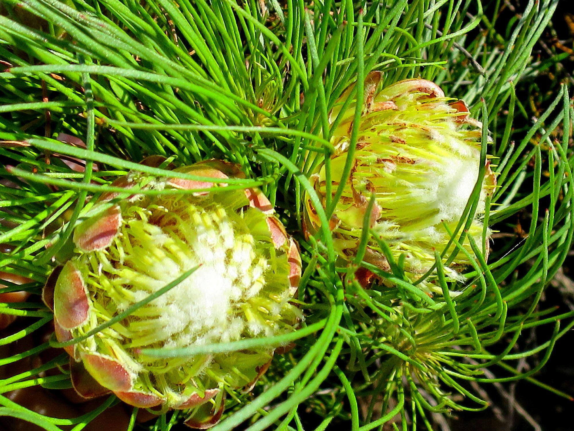 Image of Protea montana E. Mey. ex Meissn.