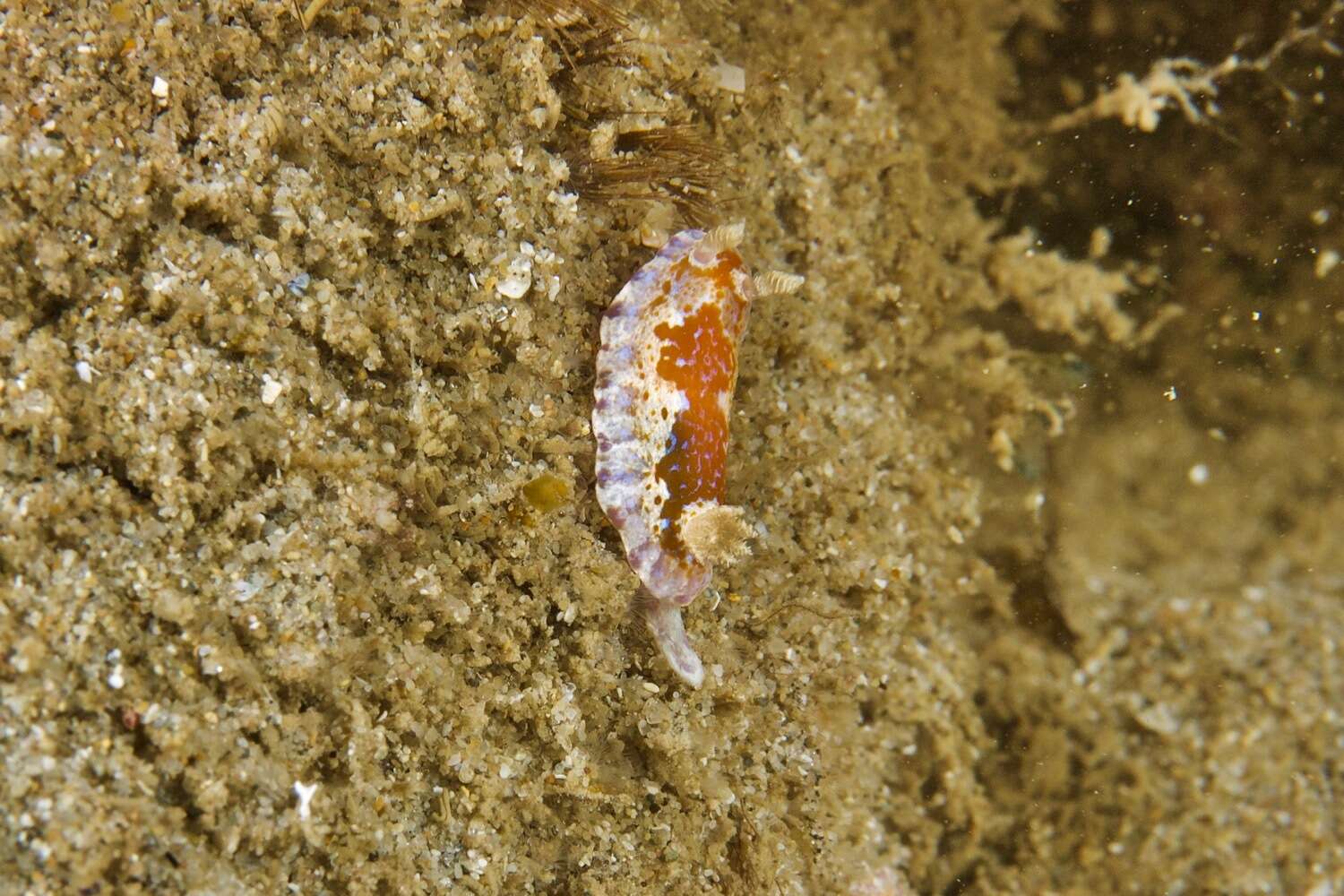 Image of Chromodoris alternata (Burn 1957)