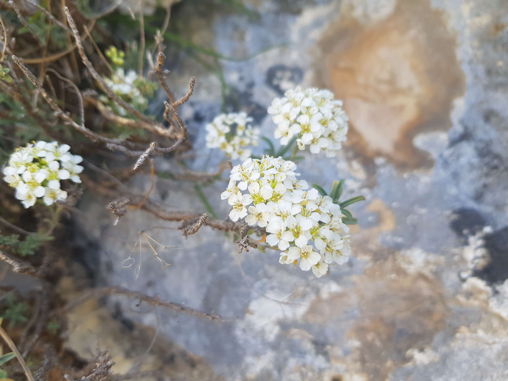 Image of Hormathophylla halimifolia (Boiss.) P. Küpfer