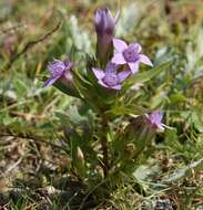 Imagem de Gentianella anisodonta (Borbás) A. & D. Löve