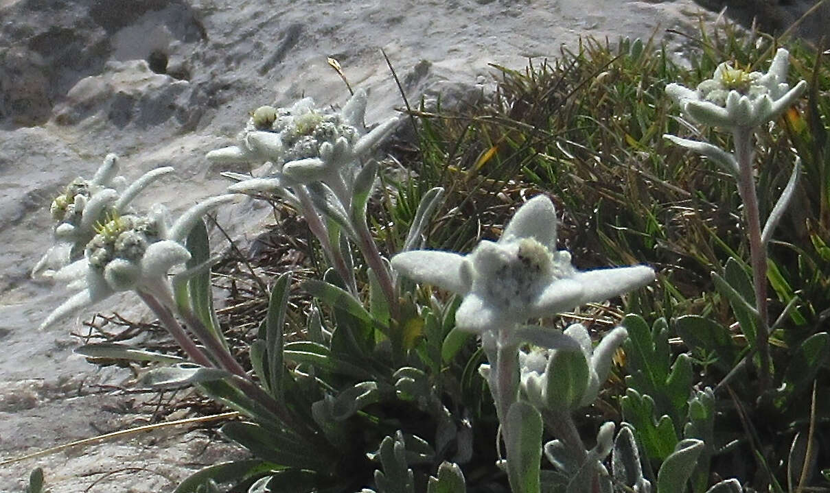 Sivun Leontopodium nivale subsp. alpinum (Cass.) Greuter kuva