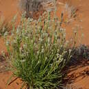 Image of Dampiera dentata M. T. M. Rajput