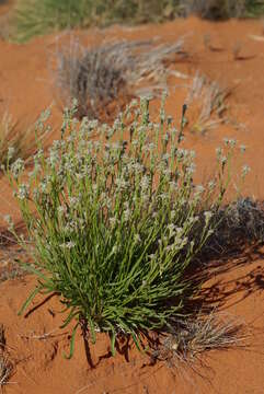 Image of Dampiera dentata M. T. M. Rajput