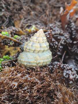 Image of Calliostoma gemmulatum Carpenter 1864