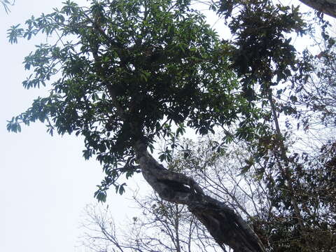 Ficus obtusifolia Kunth的圖片