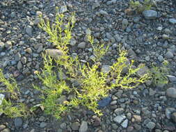 Image of Oregon False Golden-Aster