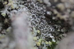 Image of Myriolecis hagenii (Ach.) Śliwa, Zhao Xin & Lumbsch