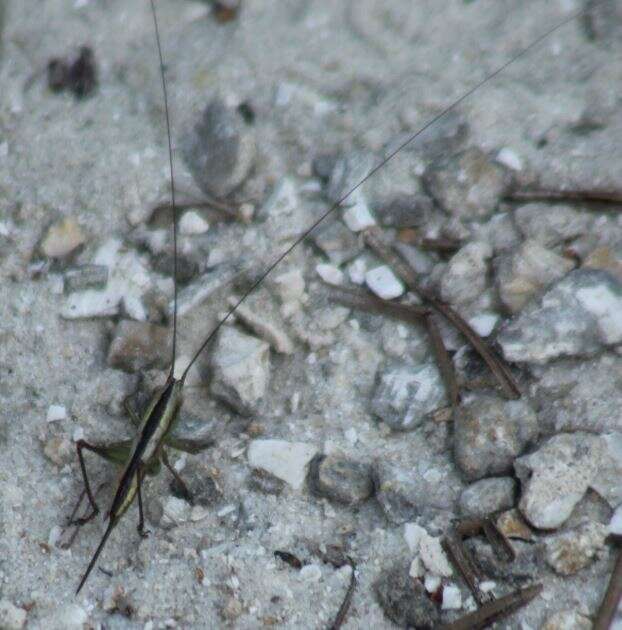 Image of Graceful Meadow Katydid