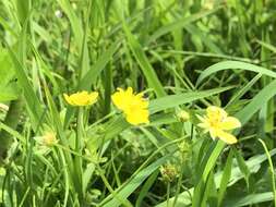 Image of Potentilla sundaica (Bl.) Kuntze