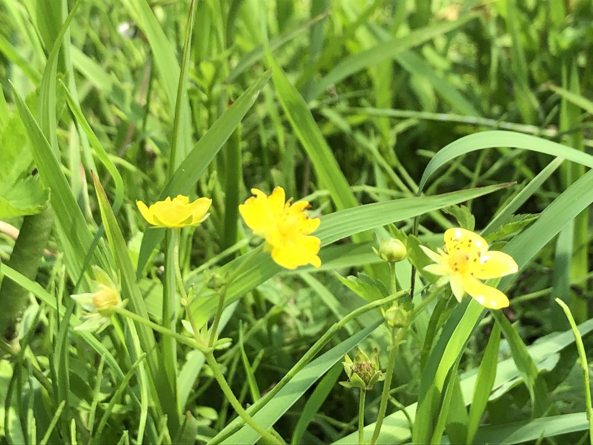 Image of Potentilla sundaica (Bl.) Kuntze