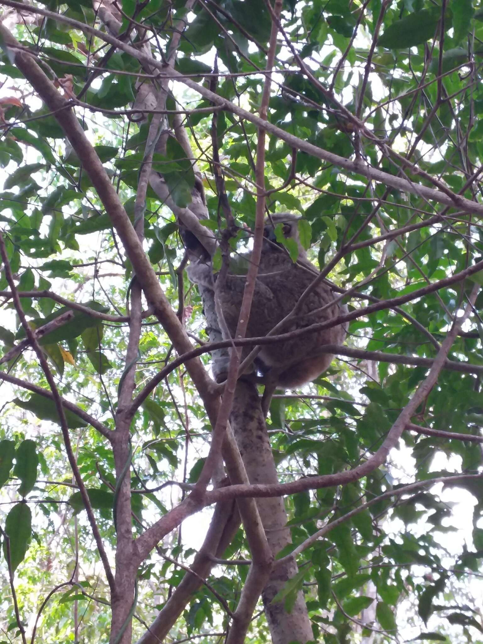 Image of Lorenz Von Liburnau’s Woolly Lemur