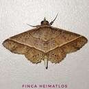 Image of Antiblemma ceras Druce 1898