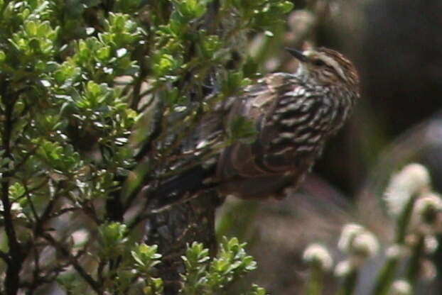 Image of Andean Tit-Spinetail