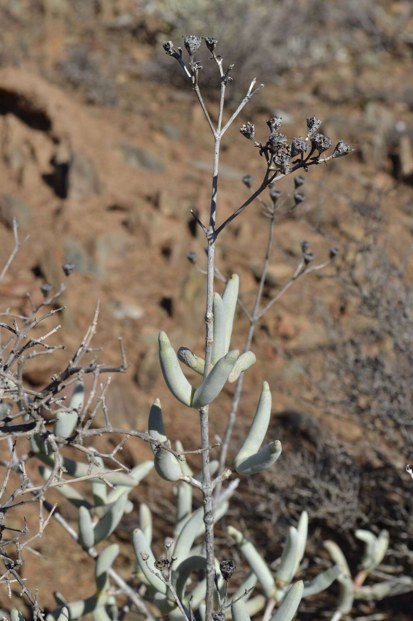 Imagem de Stoeberia frutescens (L. Bol.) E. van Jaarsveld