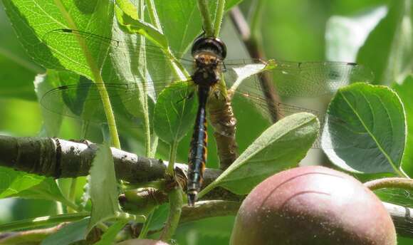 Image of Sentry Dragonfly