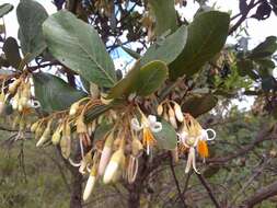 Image of Styrax ferrugineus Nees & Mart.