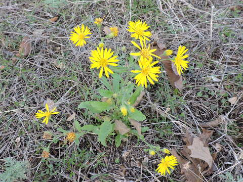 Слика од Heterotheca subaxillaris (Lam.) Britt. & Rusby