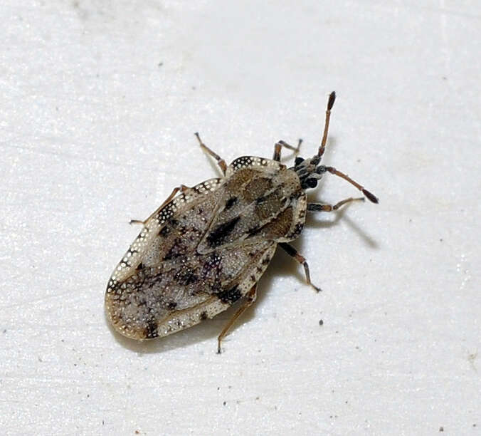 Image of spear thistle lacebug